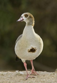 Egyptian Goose (Alopochen aegyptiaca) juvenile, Arizona, USA