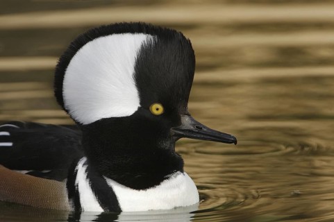 Hooded Merganser (Lophodytes cucullatus) male, Arizona, USA