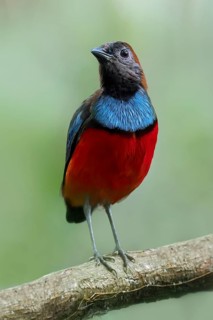 Papuan Pitta (Erythropitta macklotii) perched on a branch in Papua New Guinea