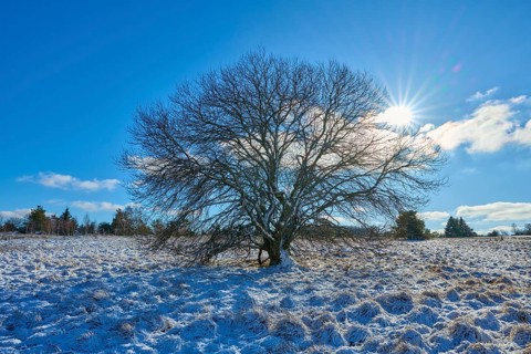 A striking tree stands on a snow-covered meadow under a bright sky, winter, Oberelsbach, Lange