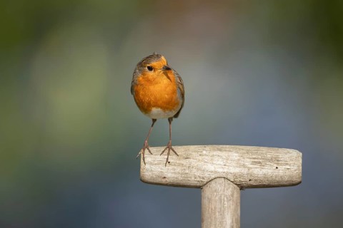 European robin (Erithacus rubecula) adult bird on a garden fork handle, England, United Kingdom