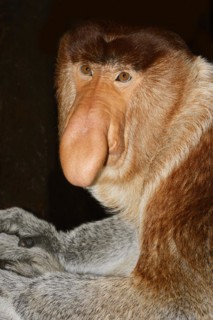 Proboscis monkey (Nasalis larvatus), male, captive, occurring on Borneo