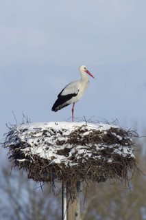 White Stork (Ciconia ciconia) nest, Lower Saxony, Germany
