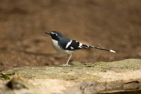 Slaty-backed Forktail (Enicurus schistaceus), Yunnan, China