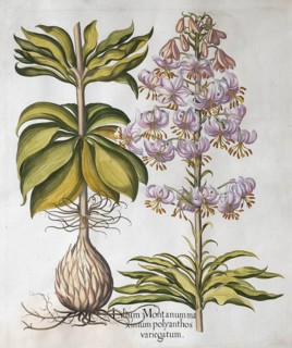 Spotted Turk's cap lily (Lilium Martagon), hand-coloured copperplate engraving by Basilius Besler,