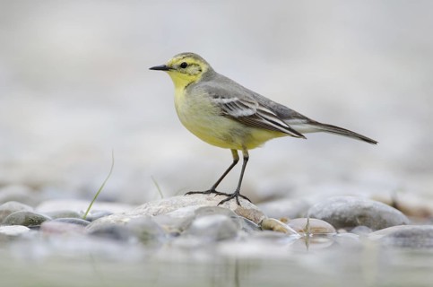 Citrine Wagtail (Motacilla citreola), St. Gallen, Switzerland
