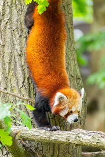 Red panda (Ailurus fulgens) on a tree, Germany