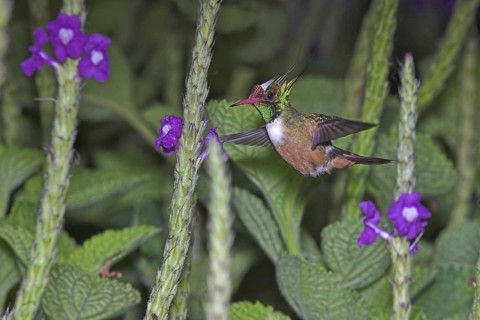 White-crested Coquette (Lophornis adorabilis), Costa Rica