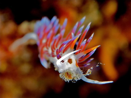 Colourful nudibranch with bright orange-blue colours, migratory thread snail (Cratena peregrina),