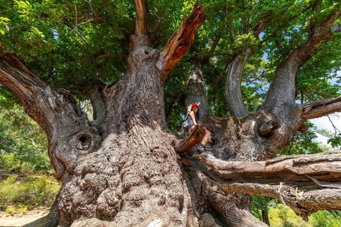 A woman sits on a branch of the giant Castano Santo, Saint Chestnut Tree Natural Monument, Istan,