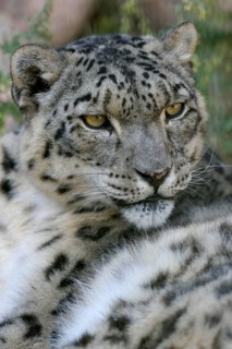 Snow leopard (Panthera uncia), animal portrait, captive, reception station of the German Nature