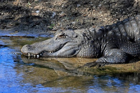 Mississippi Alligator (Alligator mississippiensis), pike alligator, adult, friendly, portrait,