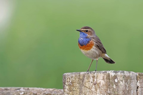 Bluethroat (Luscinia svecica cyanecula), male, on a pasture fence post, wildlife, Lembruch, Ochsen