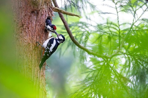 Great spotted woodpecker (Dendrocopos major), female feeds almost fledged young bird in the