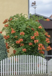 Campsis × tagliabuana 'Mme Galen', Schönfeld, Saxony, Germany
