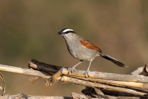 Black-crowned Tchagra - Senegaltschagra - Tchagra senegalus ssp. cucullatus, Morocco