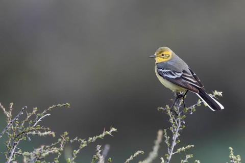 Citrine Wagtail - Zitronenstelze - Motacilla citreola ssp. calcarata, Kyrgyzstan, adult female