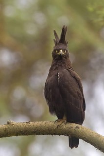 Long-crested Eagle (Lophaetus occipitalis), Masai Mara, Kenya
