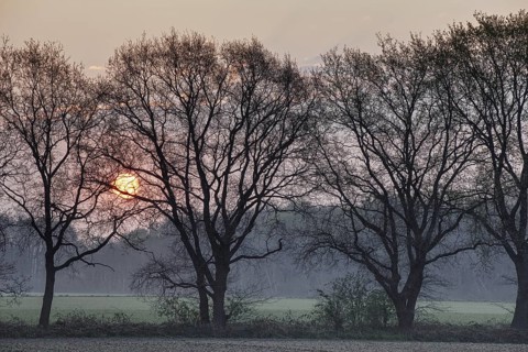 Silhouettes of trees in front of a sunrise in the background, Krefeld, North Rhine-Westphalia,
