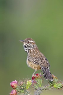 Cactus Wren Campylorhynchus brunneicapillus Tucson, Pima County, Arizona, United States 15 May