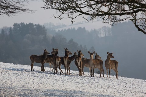 A herd of female red deer standing on a snow covered meadow on a foggy day