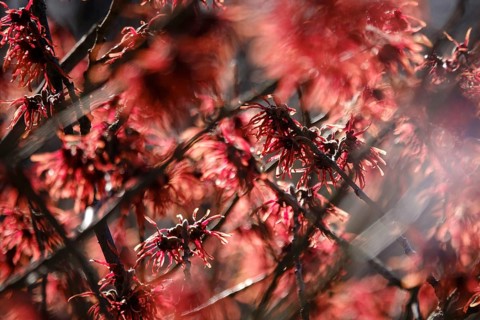 Witch hazel in bloom (Hamamelis), early March, Germany