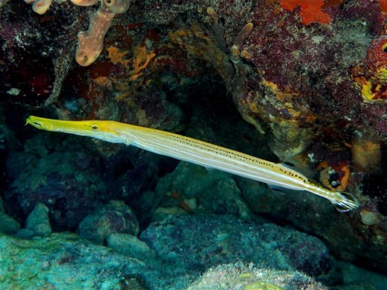West Atlantic trumpetfish (Aulostomus maculatus)