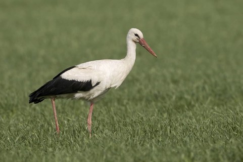 White Stork (Ciconia ciconia), Saxony, Germany