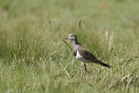 Black-winged Lapwing (Vanellus melanopterus), Natal, South Africa
