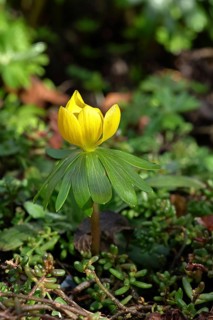 Winter aconites (Eranthis hyemalis), open flower, Wilnsdorf, North Rhine-Westphalia, Germany