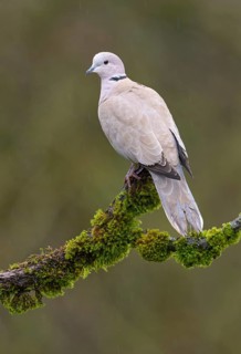 Eurasian Collared Dove (Streptopelia decaocto), British Columbia, Canada