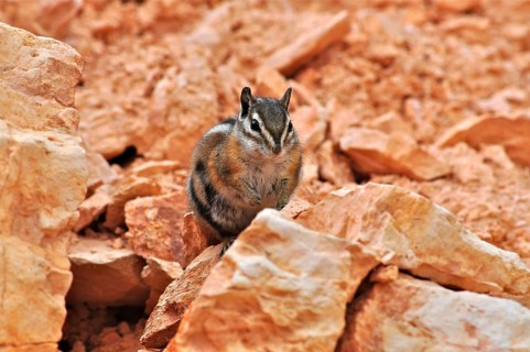 Uinta chipmunk (Tamias umbrinus / Neotamias umbrinus)