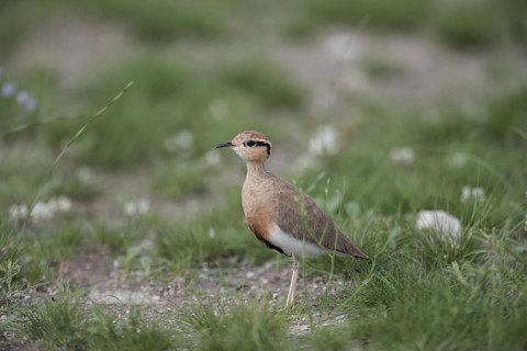 Temminck's Courser (Cursorius temminckii) in field, Namibia