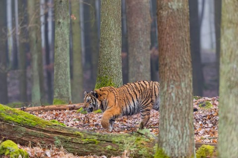 One young female Siberian Tiger, Panthera tigris altaica, running thru a forest