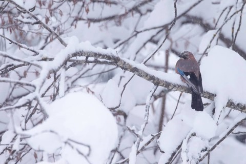 Eurasian Jay (Garrulus glandarius) perched in snowy tree, Grisons, Switzerland