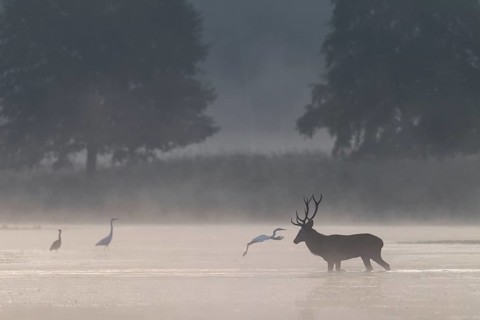 Don't worry, even if it looks like it, the great white egret (Ardea alba) does not attack the red