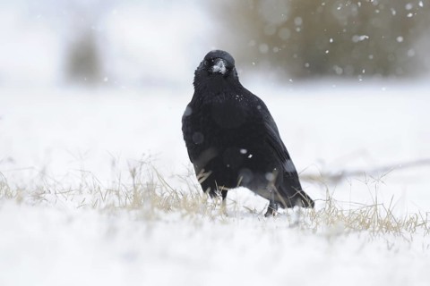 Carrion Crow (Corvus corone), North Rhine-Westphalia, Germany