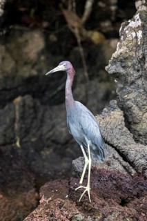 Little Blue Heron (Egretta caerulea), Izabal, Guatemala