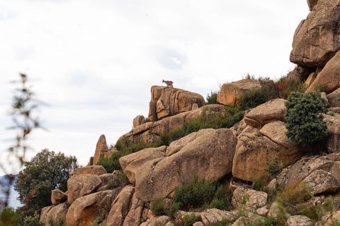 A goat stands majestically on the rocky formations of La Pedriza National Park in Madrid,