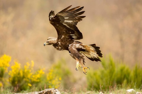 Golden Eagle (Aquila chrysaetos) female flying, Castile and Leon, Spain