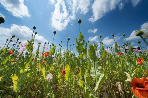 Opium poppy field, Germerode, Werra-Meissner district, Hesse, Germany