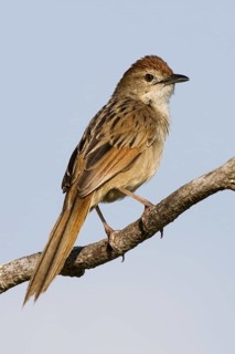 Tawny Grassbird (Megalurus timoriensis), Queensland, Australia