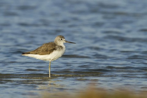 Common Greenshank (Tringa nebularia), Oman