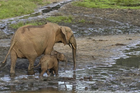 African forest elephants (Loxodonta cyclotis) in the Dzanga Bai forest clearing, Dzanga-Ndoki