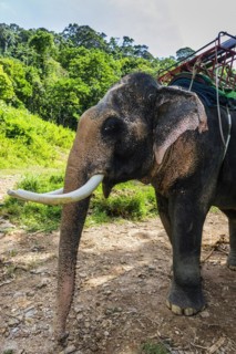 Asian elephant (Elephas maximus), Thai, Thai, Asian, trunk, animal, mammal, animal park, ivory,
