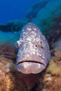 Close-up of a large fish, Dusky Grouper (Epinephelus marginatus) (Mycteroperca marginatus), near a