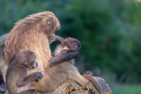 One female with 2 baby Gelada (Theropithecus gelada), or bleeding-heart monkey sitting on a log,