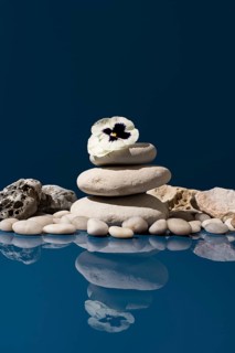 White pansy flowers placed elegantly on a stack of smooth stones, reflecting against a deep blue