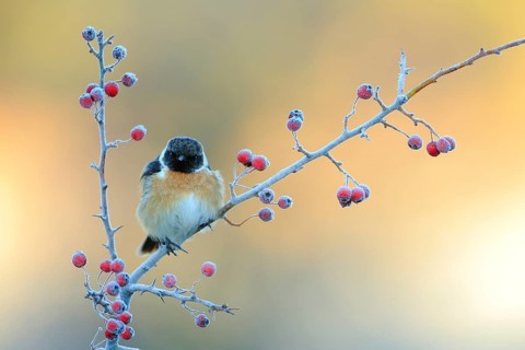European Stonechat (Saxicola rubicola) male perched on a branch, Andalusia, Spain