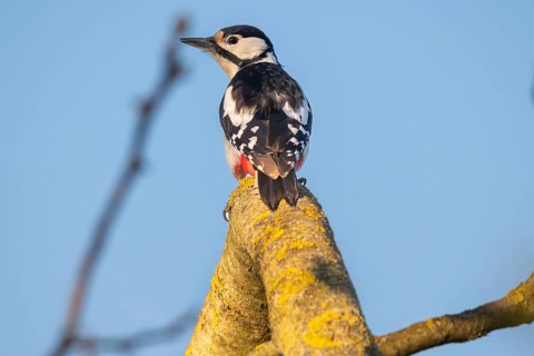 Great spotted woodpecker (Dendrocopos major) sitting on a branch in a walnut tree, evening light,